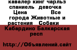  кавалер кинг чарльз спаниель -девочка › Цена ­ 45 000 - Все города Животные и растения » Собаки   . Кабардино-Балкарская респ.